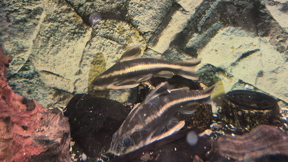 Ryby akwariowe duże!komplet za 100 cukierków!