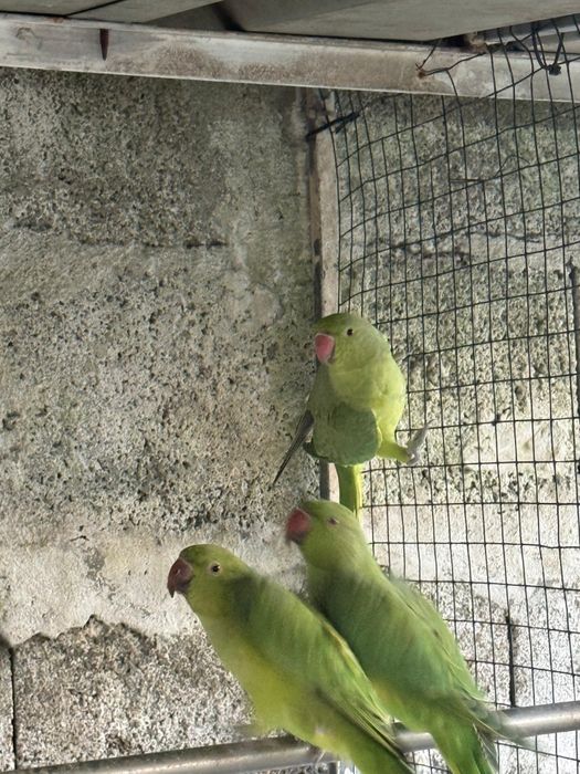 Pássaro Ringneck