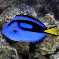 Paracanthurus hepatus - Blue Tang - ÁGUA SALGADA