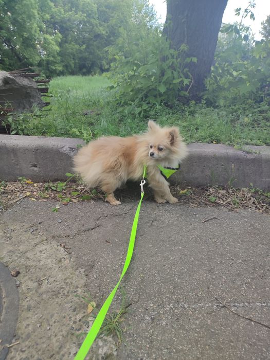 Мини шпиц девочка