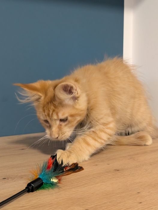 -RZERWACJA- Chester  rudy kocurek Maine Coon. Zapraszamy