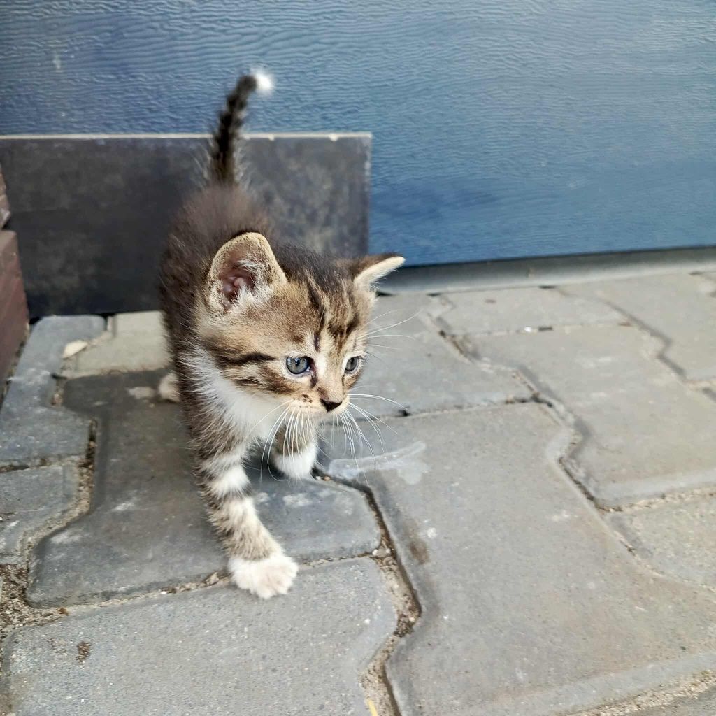 Koty, kociaki do oddania