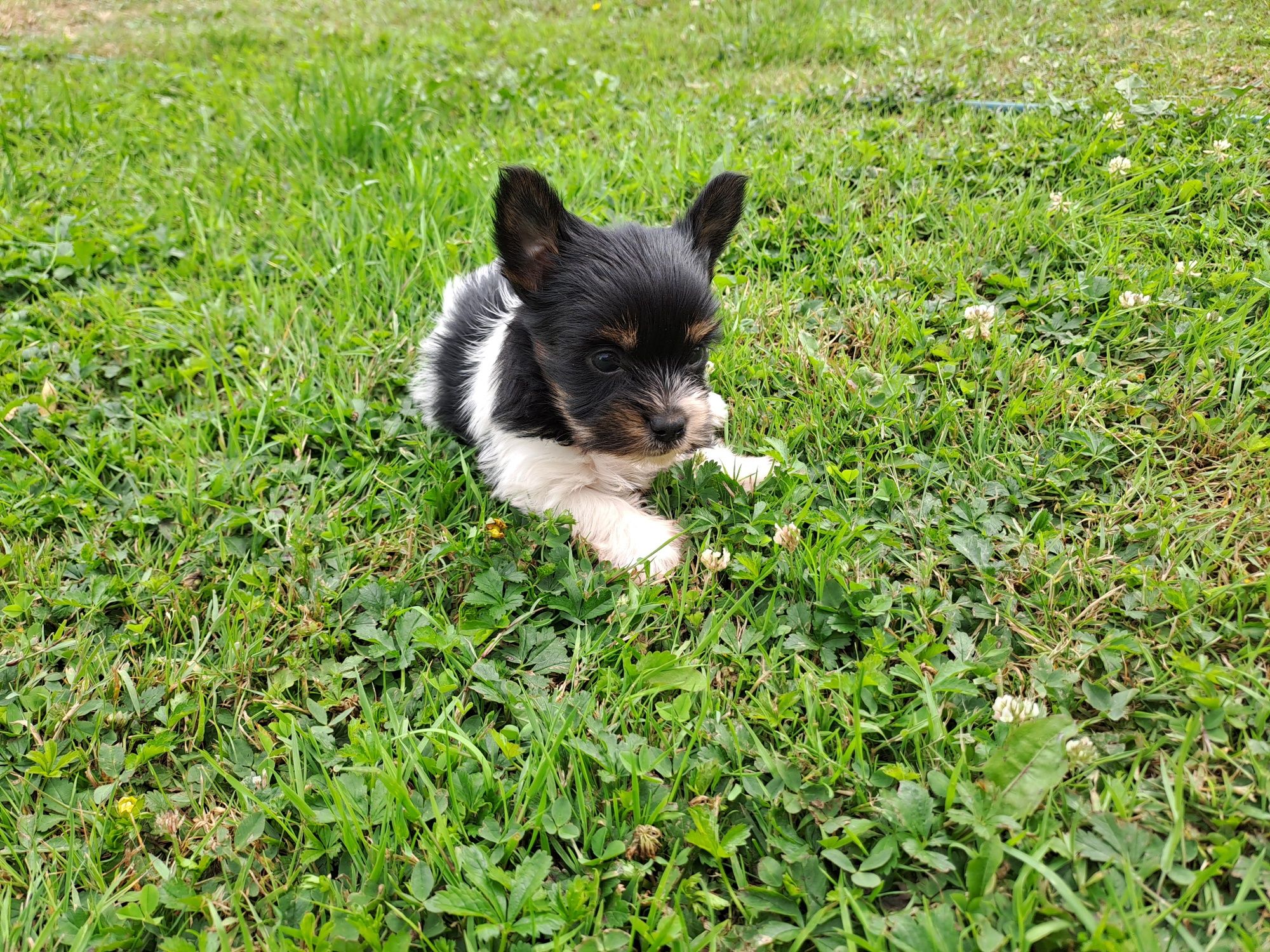 York biewer mini piesek