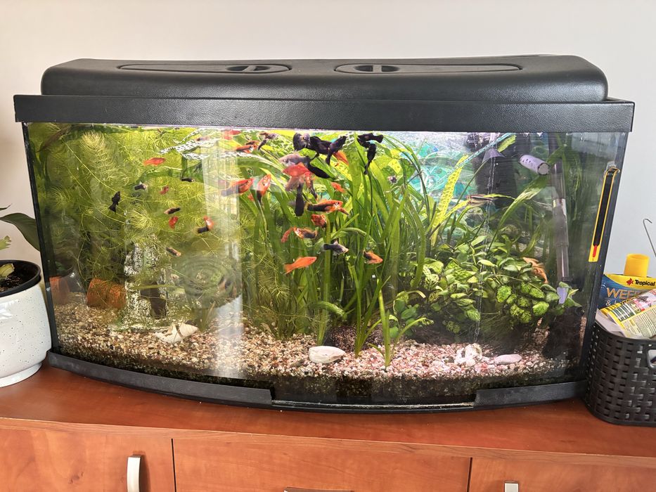 Akwarium 100L z rybkami