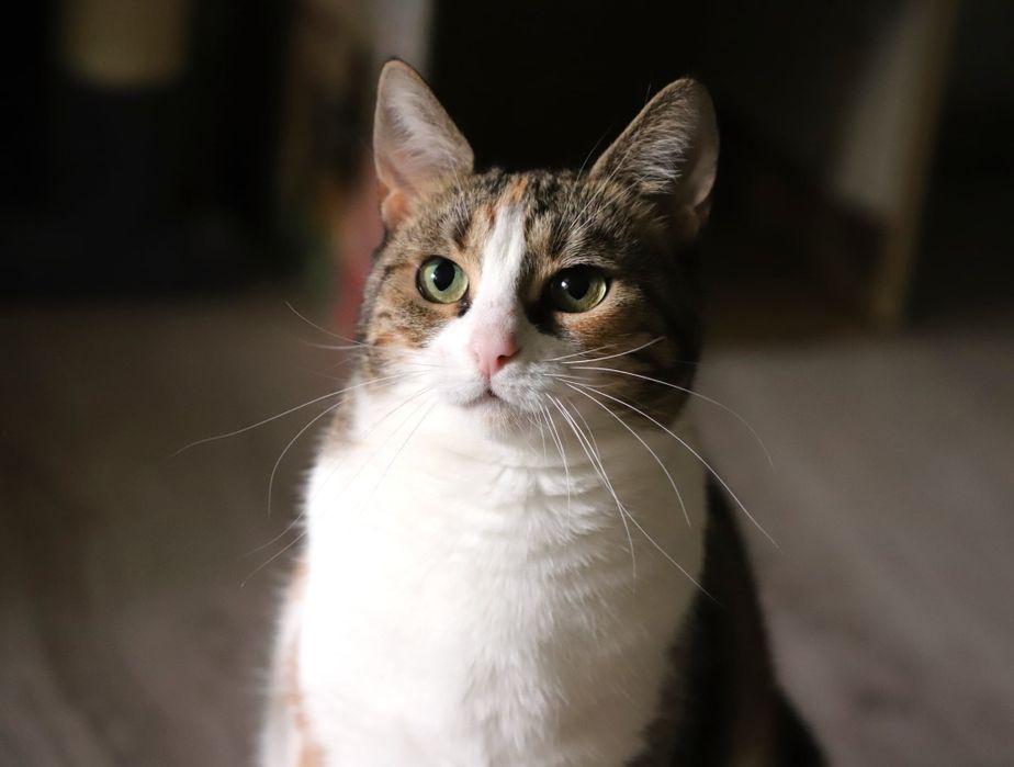 Kluska, pocieszna pieszczocha