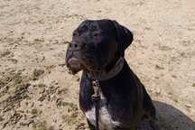 Reproduktor Cane Corso Pochodzenie FCI