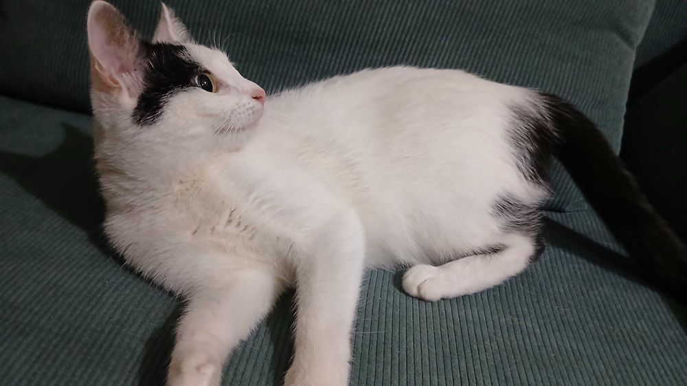 Oddam kotkę w dobre ręce, za darmo