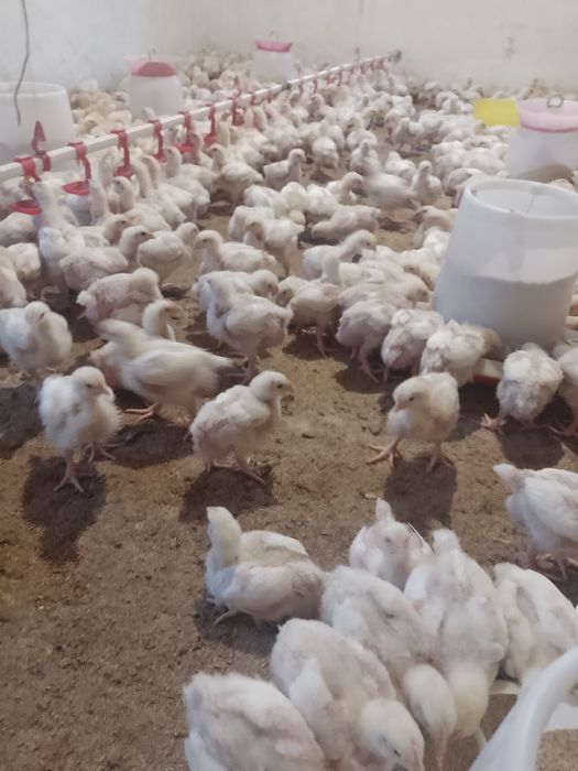 Продам бройлерів (підросток,жива вага,тушка) Комбікорм.