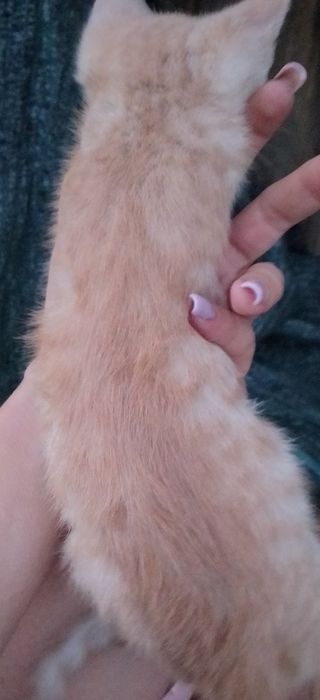 Віддамо кошенят у дбайливі руки