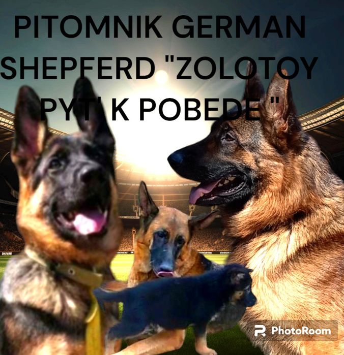 Предлогаем  роскошных щенков из питомника .