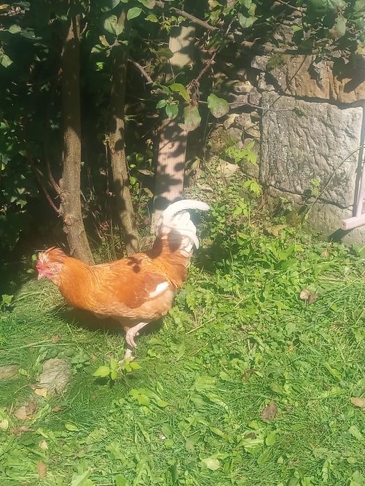 Dwa koguty z własnej hodowli sprzedam lub zamienię