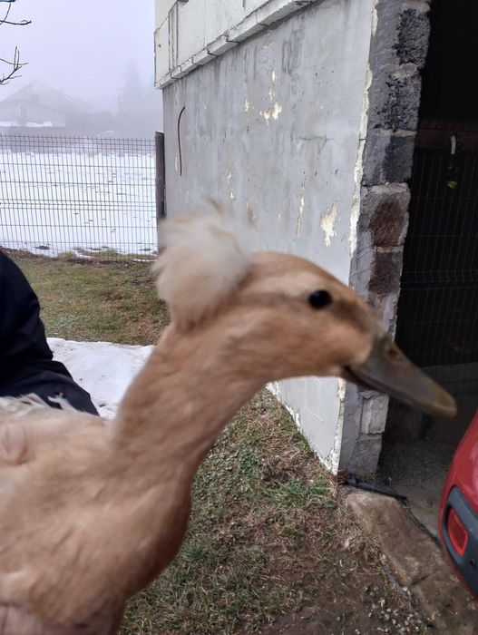 Sprzedam kaczki/kaczorki rasy biegus czubate