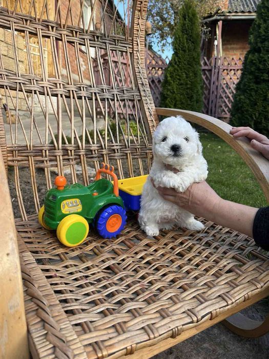 Цуцики бішон фрізе