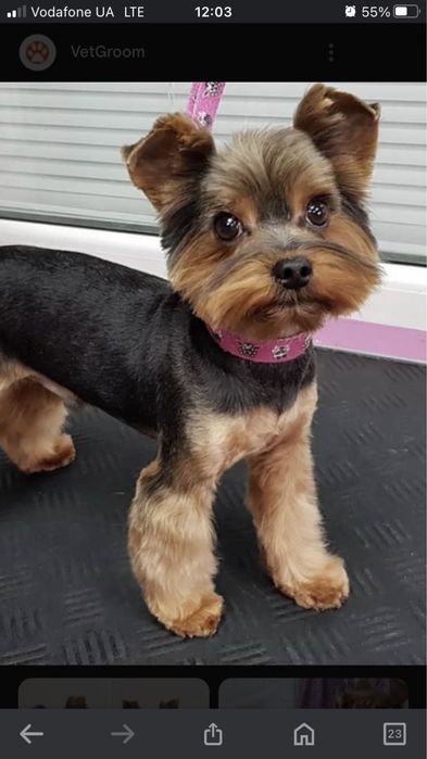 Грумінг ( стрижка ,вичіс) собак в зоосалоні