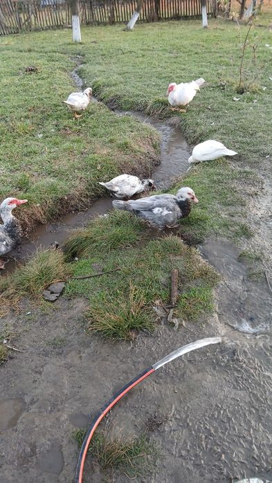 Індокачки 5-6 місяців продам