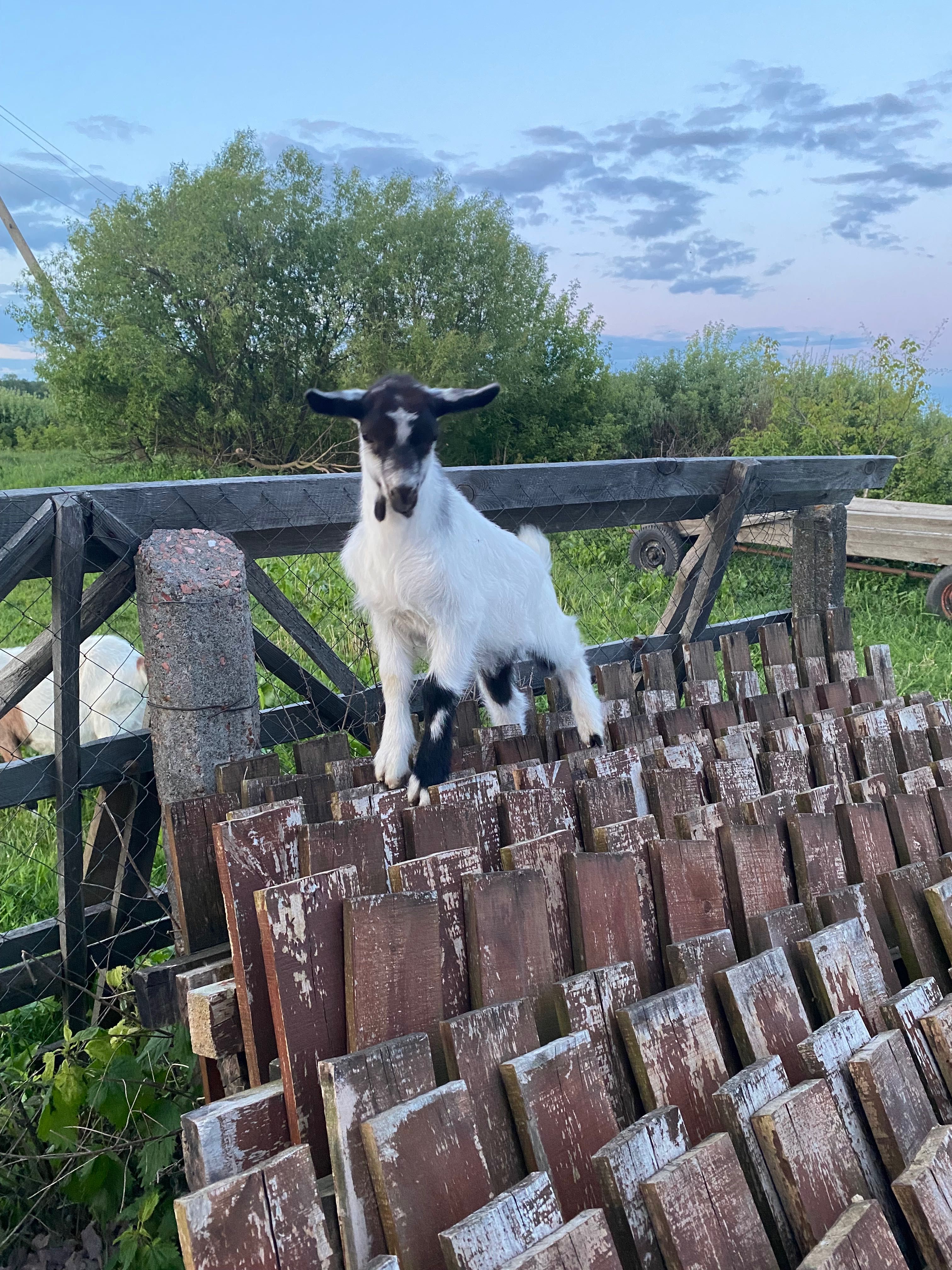 Продам козенят від альпійської кози