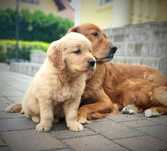 Ciemno złoty golden retriever piesek