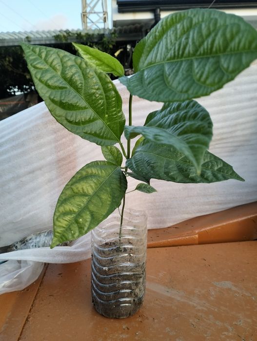 Pés de Maracujá de qualidade