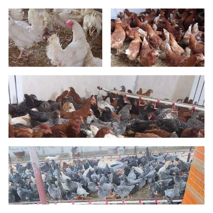 Продам кури несушки! Доставка безкоштовна. Томашпіль!