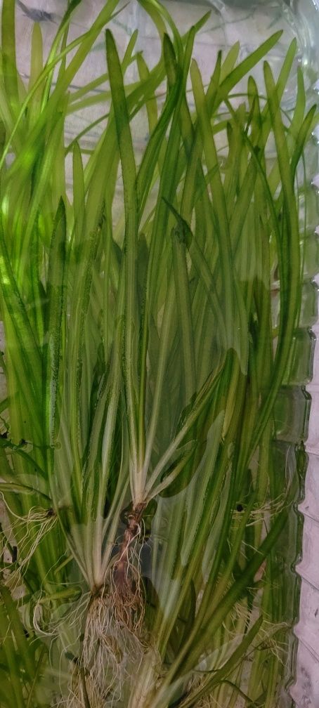 Promoção vallisneria nana 15 pés
