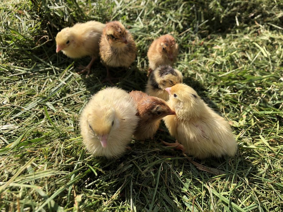Перепілки суточні, підрощені. Перепела.Селадон. Техаський білий.