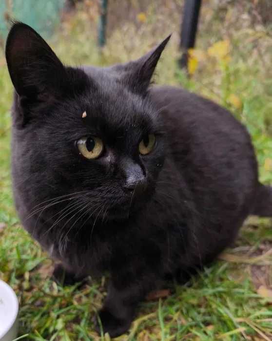 Czarna kulka miłości szuka domu