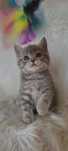 Koteczka Brytyjska silver tabby