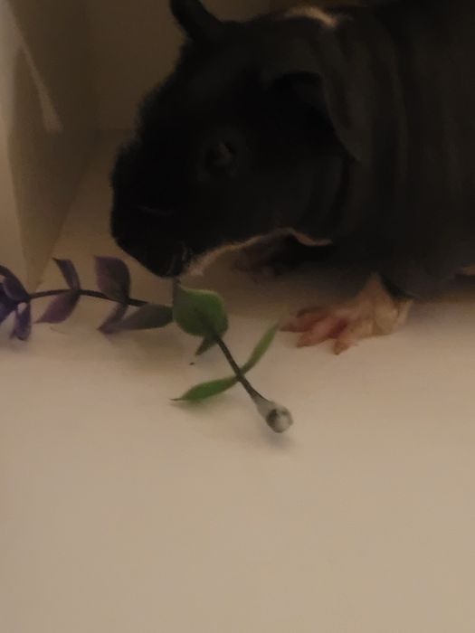 Swinki morskie  hodowla