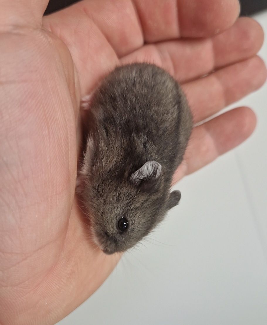 chomik campbella