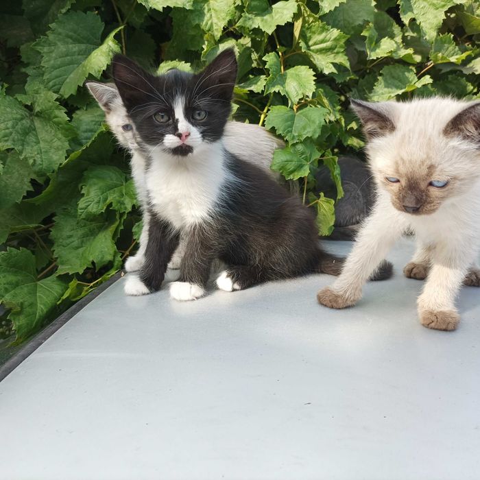 Котят отдам бесплатно