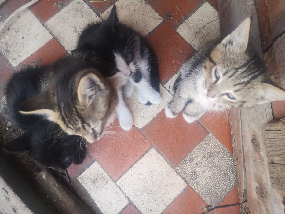 Котят Отдам в добрые руки
