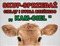 Cielaki oraz bydło