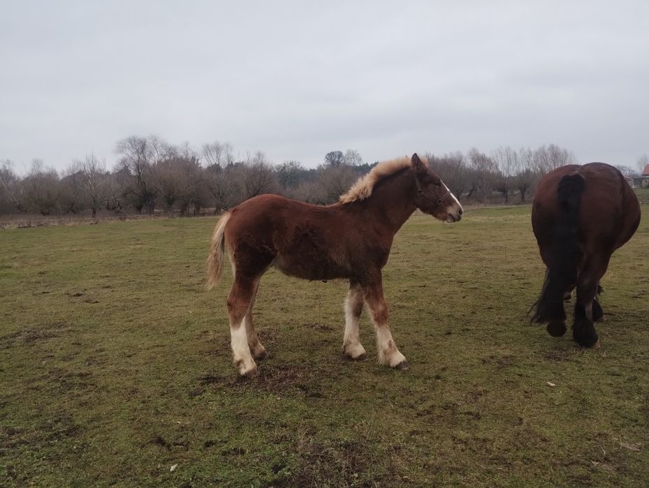 Ogierek zimnokrwisty ks. główna