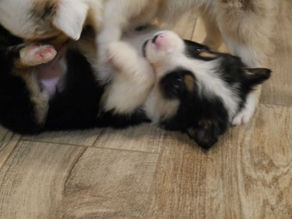Border Collie chłopak