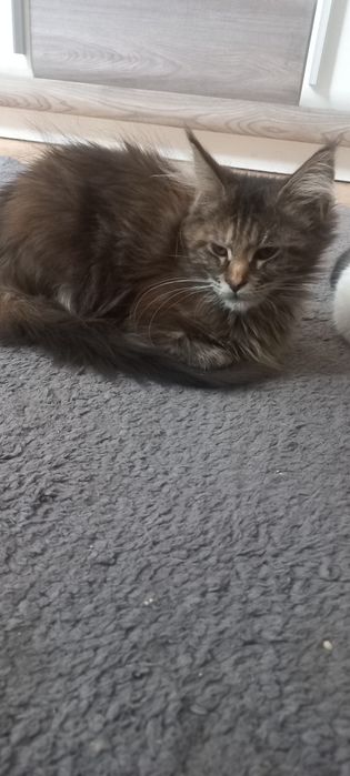 Wspaniała Maine Coon