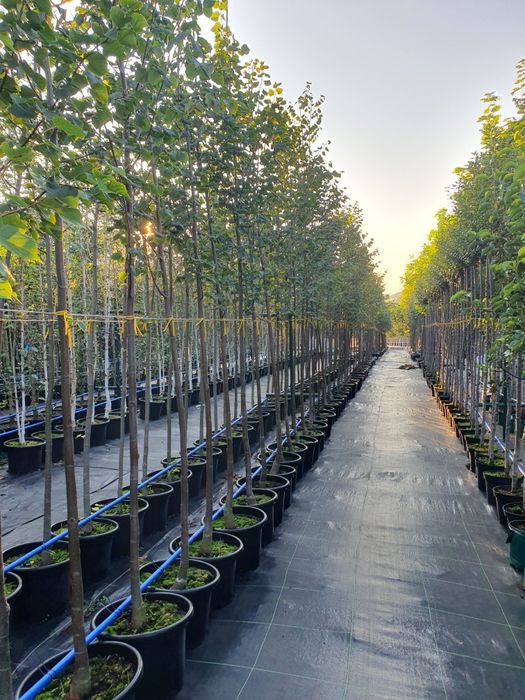 Drzewa alejowe- brzoza, platan, dąb, grab, klon, robinia, jarząb i inn