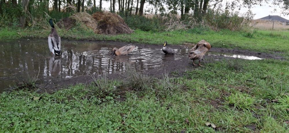 Biegusy indyjskie kaczki biegusy pary
