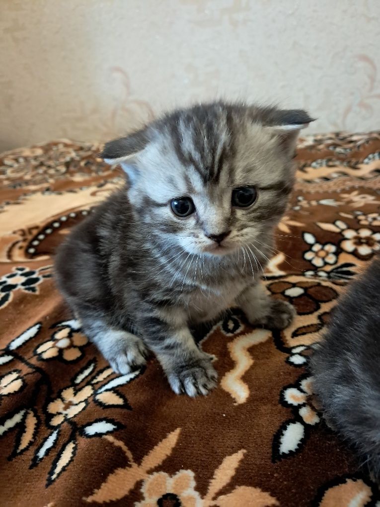 Кошенята Скотіш фолд та Скотіш Страйт