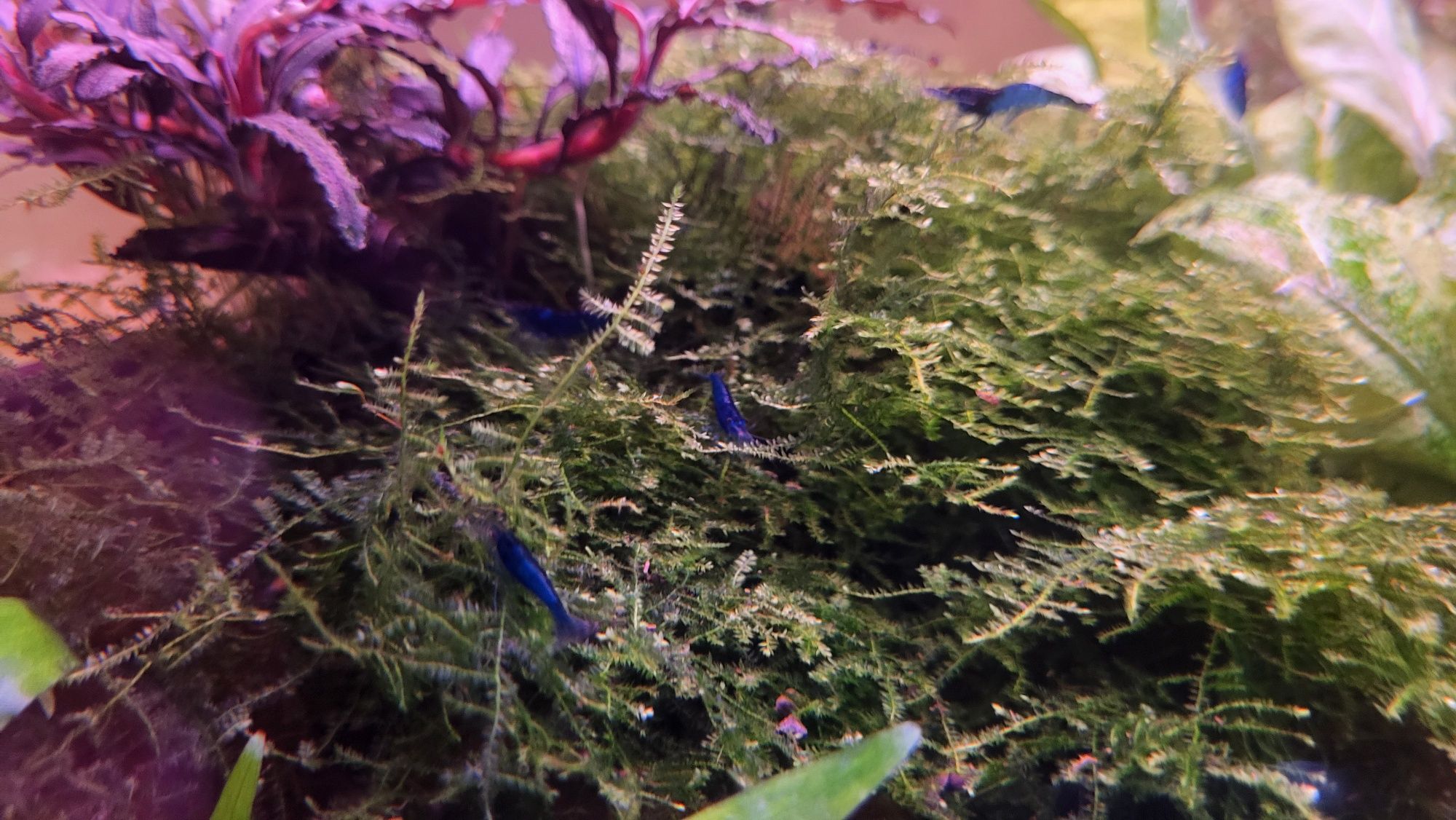 Krewetki Blue Velvet
