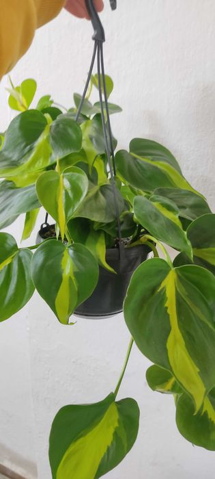 Philodendron zwisajacy, średnica 16 cm