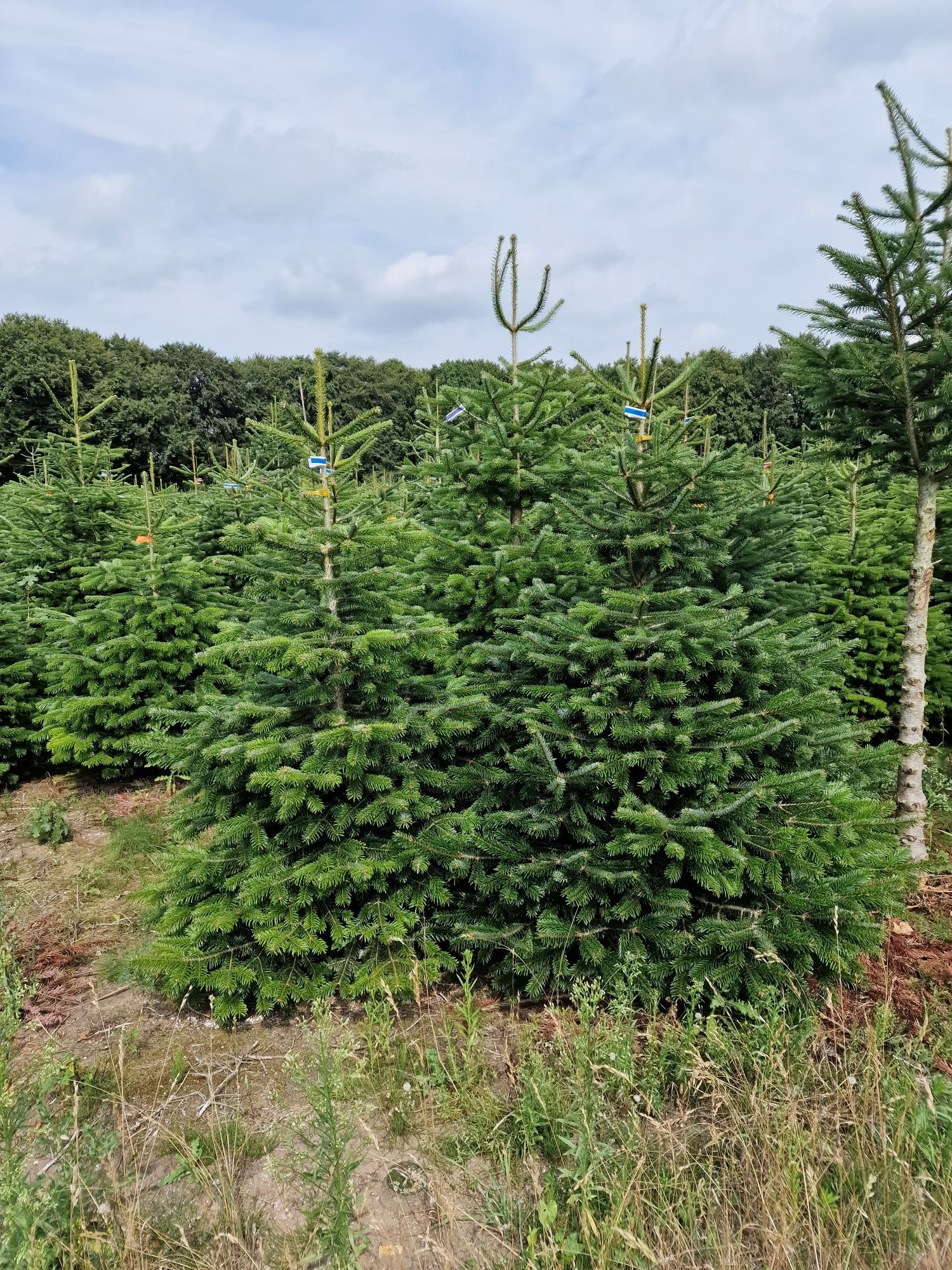 Jodła Kaukaska plantacja Dania