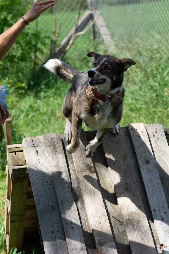 Około 4-letni Miki do adopcji