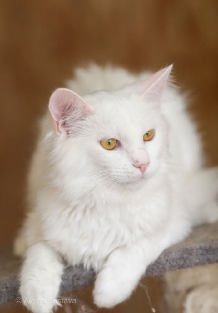 Монблан, хороший котик ищет дом, 9 мес.
