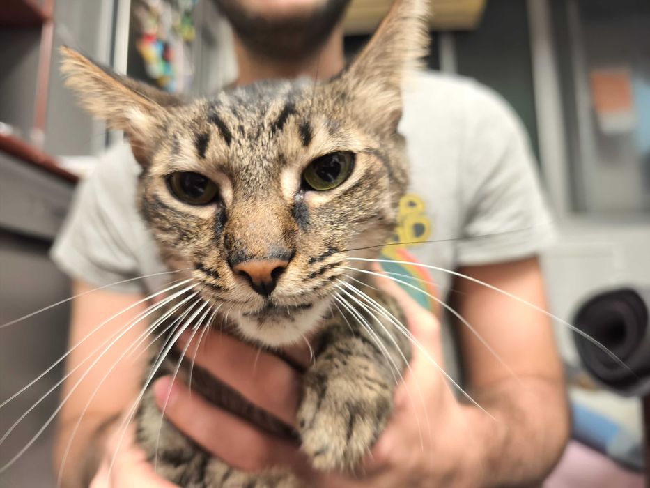 O Tofu procura um novo lar. Esterilizado. Amigo de outros animais.