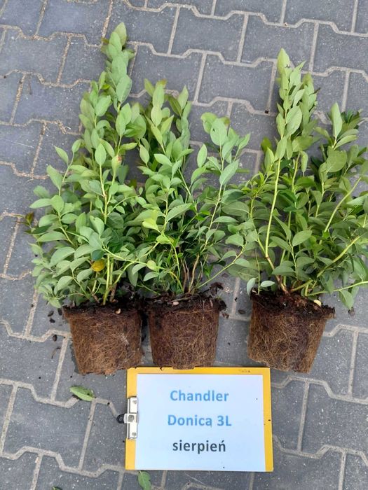 .1. Borówka  Amerykańska CHANDLER 3 lata donica 3 litry