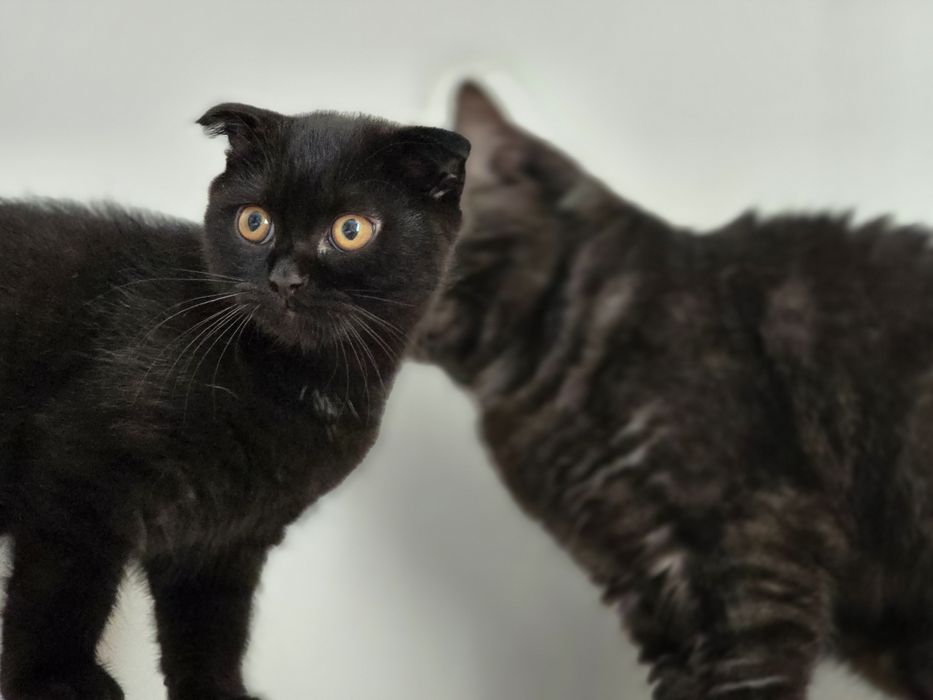 Кошеня шотландський короткошерстий скотіш фолд темний шоколад