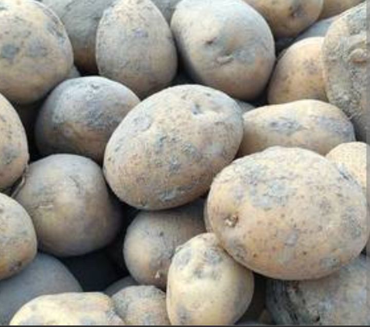 Ziemniaki jadalne Vineta