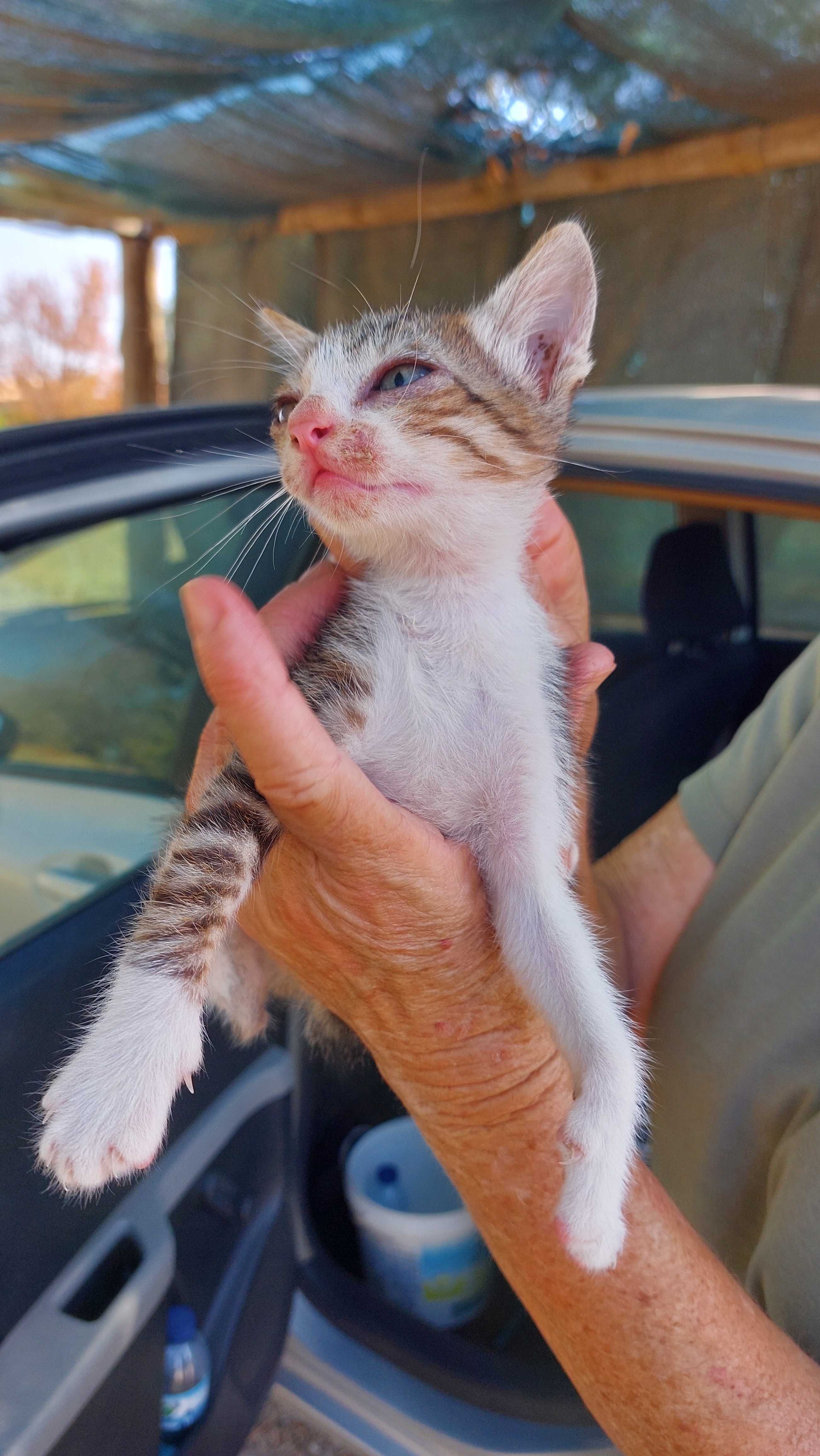 Gatinhos para adopção