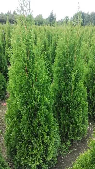 Thuja Tuja Szmaragd 160cm gotowy żywopłot TRANSPORT SADZIMY
