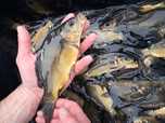 Karp narybek 15-20cm, Amur, Lin,